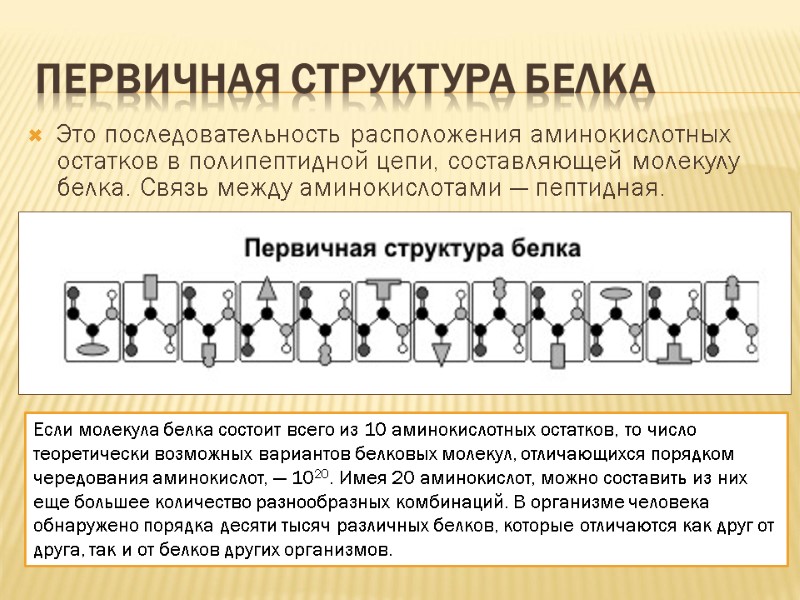 Первичная структура белка  Это последовательность расположения аминокислотных остатков в полипептидной цепи, составляющей молекулу